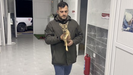 Sinop'ta bitkin bulunan yavru karaca koruma altına alındı - Yaşam