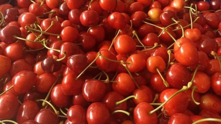 Verim az fiyat yüksek! Napolyon kirazının kilosunu 300 TL'ye satıyorlar - Yaşam