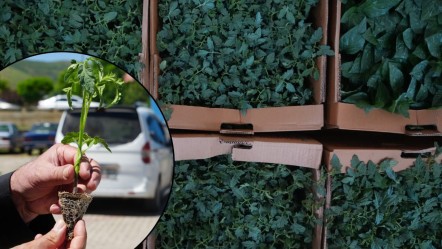 Bakanlık duyurdu, o kentimizde çiftçinin yüzü gülecek! 7 bin hektara 650 bin fide - Ekonomi