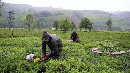 ÇAYKUR'da kuralar çekildi! 1500 kişiye istihdam sağlayacak - Ekonomi