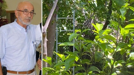 Kiraz toplamak için ağaca çıktı, canından oldu - Gündem