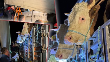 Kurbanlıklar İstanbul'a girmeye başladı! İşte giriş yapan hayvanlar hakkında dikkat edilmesi gerekenler - Gündem