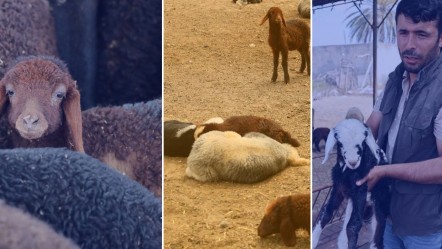 Onlarca koyun aynı anda öldü: Besici ağlayarak anlattı... Arkasındaki gerçek 'Bu kadarı da olmaz' dedirtti - Yaşam
