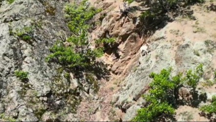Artvin'de görüldü! Eşine rastlamak neredeyse imkansız, rengi ile dikkat çekiyor - Yaşam