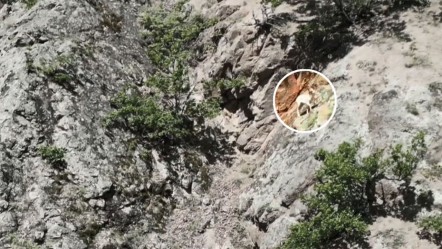 Nadir rastlanıyor! Beyaz dağ keçisi o ilde ortaya çıktı - Yaşam