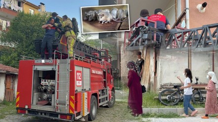 İki kadından akıl almaz yöntem... "Fare kovma" tekniği bütün apartmanı hastanelik etti! - 3. Sayfa