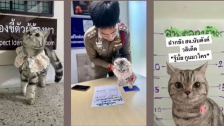 Tayland’da kedi karakolluk oldu! Polisleri ısırdı, sabıka fotoğrafı çekildi: Pati izi alındı - Dünya
