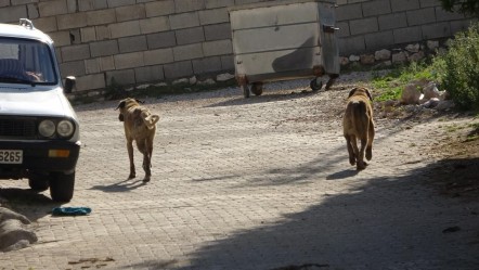 Başıboş köpek dehşeti! 5 yaşındaki çocuk yaralandı - 3. Sayfa