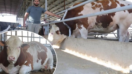 Bu tosun hem cüssesiyle hem de fiyatıyla korkutuyor: Hatay, onu görmek için Reyhanlı'ya akın ediyor - Yaşam