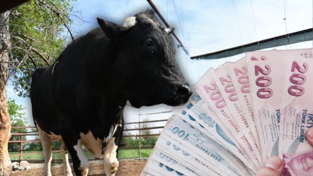 Tam 1,2 ton, heybetiyle hayran bırakıyor! Kurban Bayramı öncesi şaşırtan fiyattan alıcısını bekliyor - Ekonomi
