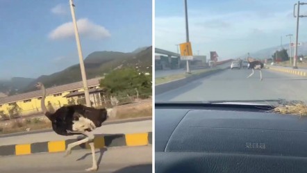 Trafiğe bir anda fırladı, sürücünün tepkisi 'abov' oldu! - Yaşam