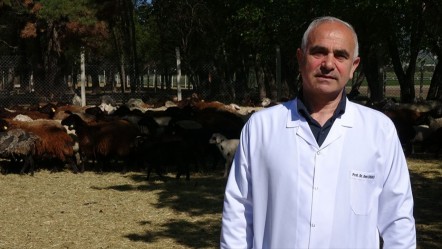 Üniversiteli kurbanlıklar kapış kapış satıldı! Canlı kilosu 300 lira... - Yaşam