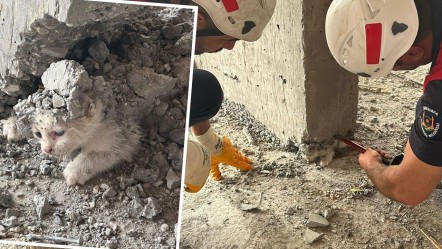 Yavru kedinin üzerine beton döktüler! İnşaatta akılalmaz olay - Yaşam