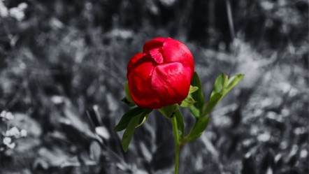 Yılda sadece 15 gün açıyor, koparmasının cezası yarım milyon! Kan kırmızısı rengiyle mest ediyor - Haberler