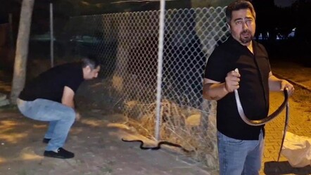 1,5 metrelik yılan çamaşır makinesine girdi! 'Yılanlara fısıldayan adam' cesaretiyle sınırları zorladı - yasam