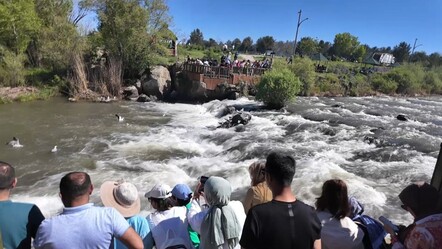 Akın akın bu göçü izlemeye gittiler! Van Gölü'ne uçarak giden balıklar görenleri mest etti - yasam