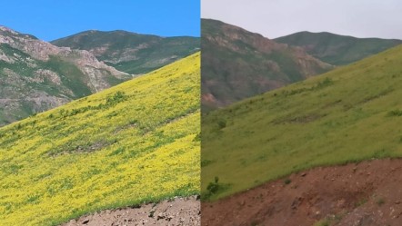 Hakkari’de doğanın eşsiz gösterisi: Gündüz açan çiçekler akşam sırra kadem basıyor - Yaşam