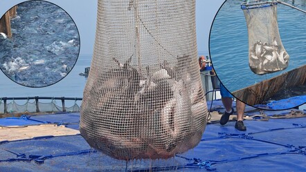 Samsun baraj göllerinde hasat başladı, hedef 100 milyon ihracat! 