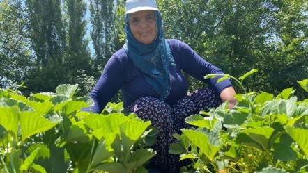 Aromasıyla hayran bırakıyor! Hasat başladı, tarlada kilosu 90 TL - Ekonomi
