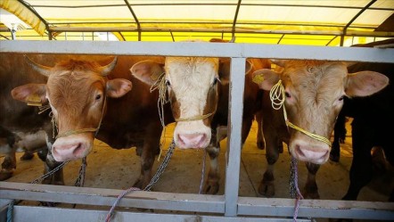 Dana, inek, koyun, keçi... Kurbanlık fiyatları ne kadar? İşte pazarlarda son durum - Ekonomi