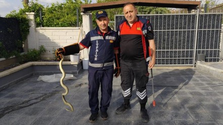 Eve giren büyük yılan ekipleri alarma geçirdi - Yaşam