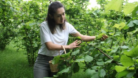 Karadeniz’in yöresel lezzetleri arasında yer alıyor… Önce sarması yapıldı, şimdi ise kansere umut oldu - Yaşam