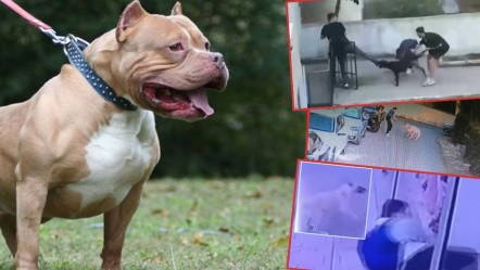 Köpeğini tasmasız gezdiren saldırgana 15 yıl hapis talebi! Uyaranları da darp etmiş - Gündem