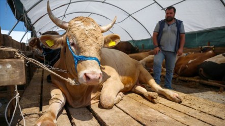 Kurbanlıklar ne kadar? İşte küçükbaş ve büyükbaşta canlı kilogram fiyatı - Ekonomi