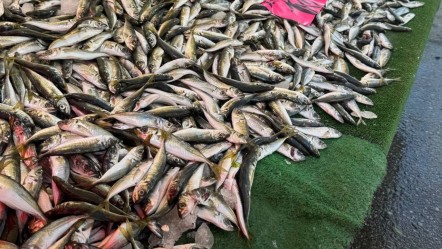 Tezgahlardaki en ucuz balık! Kilosu 150 liradan satılıyor - Ekonomi