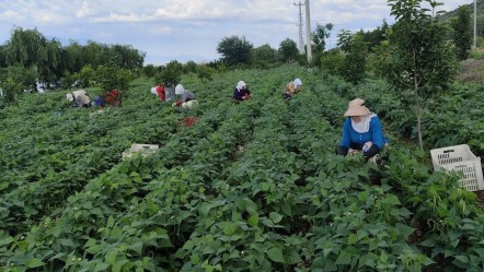 Damaklarda iz bırakıyor! "Nazende" için hasat başladı, tarlada kilosu 65 TL - Yaşam