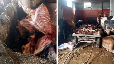 2,5 ton at eti ele geçirildi! 4 at son anda kurtarıldı, hepsini vatandaşa yedireceklerdi - Gündem