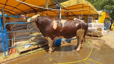 Kurban pazarının şampiyonu oldu! 1 ton 200 kiloluk dana rekor fiyata satıldı - gundem