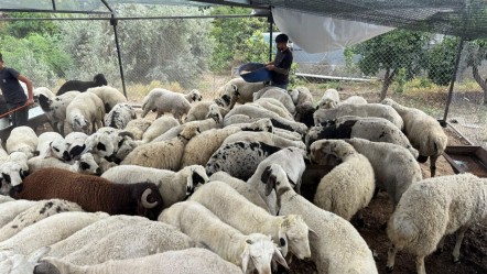 Kurbanlıklarda tuz ve sumak oyunu! Yeni nesil dolandırıcılık duyanları şaşırttı - Yaşam