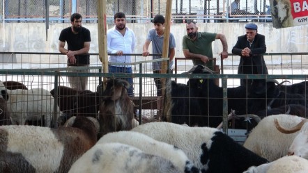 Kurban pazarlarında kıran kırana pazarlık! Vatandaş fiyatlara "Pahalı", satıcılar "Normal" diyor - Ekonomi