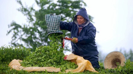 Günde 12 bin ton... Makine hasadı hızlandırdı, alım tavan yaptı - EKONOMI