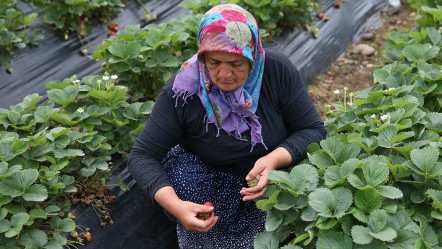 Kilosu 200 liradan satışta! Üretimi çok zor, toplaması fındıktan kolay... Kapış kapış gidiyor - Ekonomi