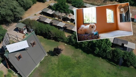 Köpek otelinde yüzde 100 doluluk: Fiyatlar dudak uçuklattı - Yaşam