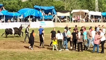 Şampiyon boğa çıldırdı! Horon oynayan kalabalığın içinde sahibine saldırdı! - 3. SAYFA