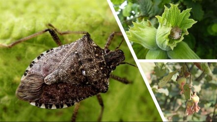 Çiftçinin kahverengi kokarca kabusu devam ediyor! Çözüm kimyasal mücadele olabilir... - yasam