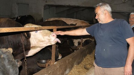Herkes ucuz diye o ile akın ediyor! Kurbanlık fiyatları daha düşük - haberler