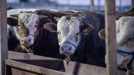 Kredi kartı, taksitle veya banka kredisi ile kurban alınır mı? - haberler