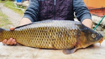 Tarlada yakaladı, gören gözlerine inanamadı! Tam 7 kilogram ağırlığında - Yaşam