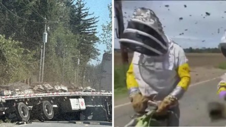 Ülkede arı alarmı! Kamyon devrildi, 250 milyon tanesi firar etti - Dünya