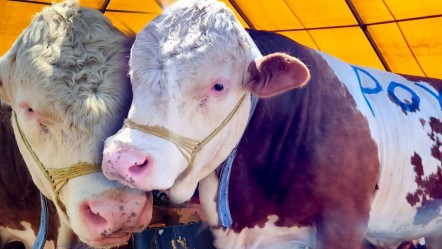 1 ton 250 kiloluk Poyraz ilk günden alıcısını buldu: Kurban pazarının 'en büyüğü' bakın ne kadara satıldı! - Yaşam