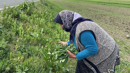 Doğada kendiliğinden yetişiyor! Şifa deposunun kilosu internette bin lirayı buluyor - gundem