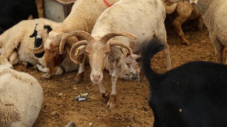 Dördü de 4 boynuzlu! Kurban Bayramı öncesi ilgi çekiyor... Tanesi 25 bin lira - yasam