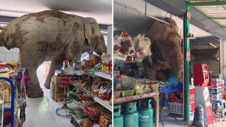 Markete girip abur cuburları yedi! Dev fili görenler gözlerine inanamadı - Dünya