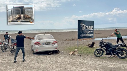 “Bu nasıl karantina” manşetimiz etkili oldu! 12 gün sonra köpekler toplanıyor - 3. Sayfa