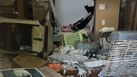 Japonya'yı sarsan olay! Hayvan koruma gönüllüsünün evinden 100 ölü kedi çıktı - Dünya