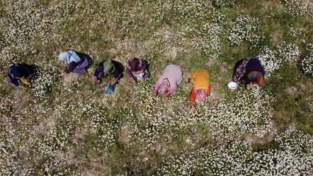 Kilosu 260 lira! Doğada kendiliğinden yetişiyor, kadınların geçim kaynağı oldu - Ekonomi